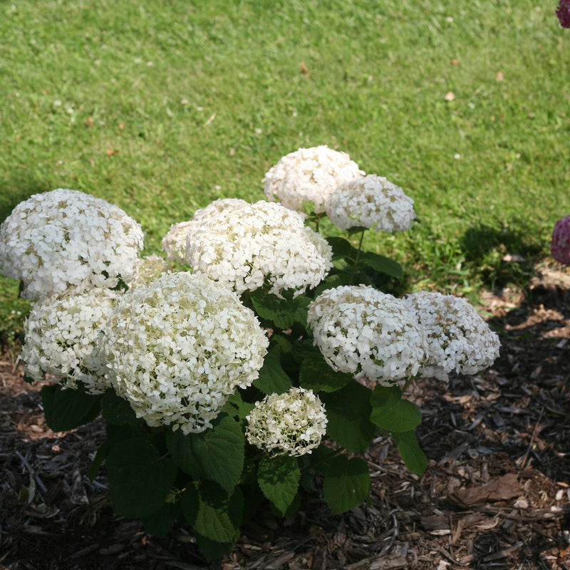 Invincibelle Wee White Smooth Hydrangea in focus.