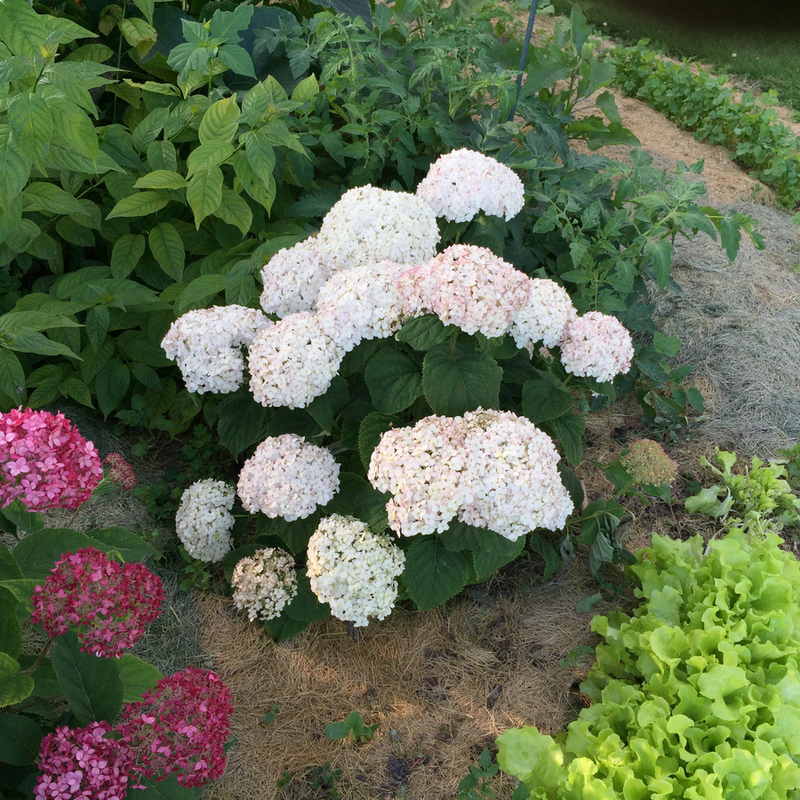 Invincibelle Wee White Invincibelle Wee White Smooth Hydrangea in use.