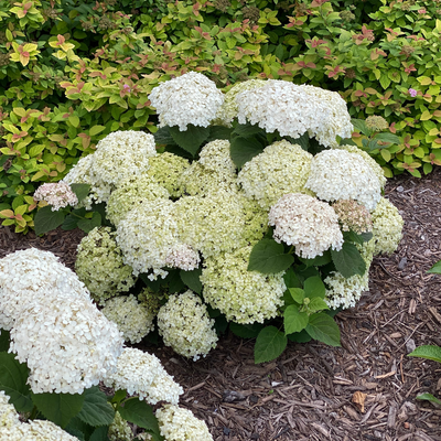 Invincibelle Wee White Invincibelle Wee White Smooth Hydrangea in use.