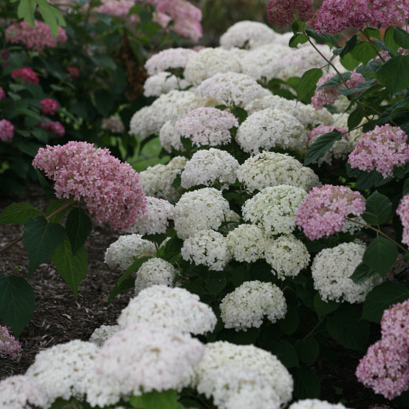 Invincibelle Wee White Smooth Hydrangea in use.