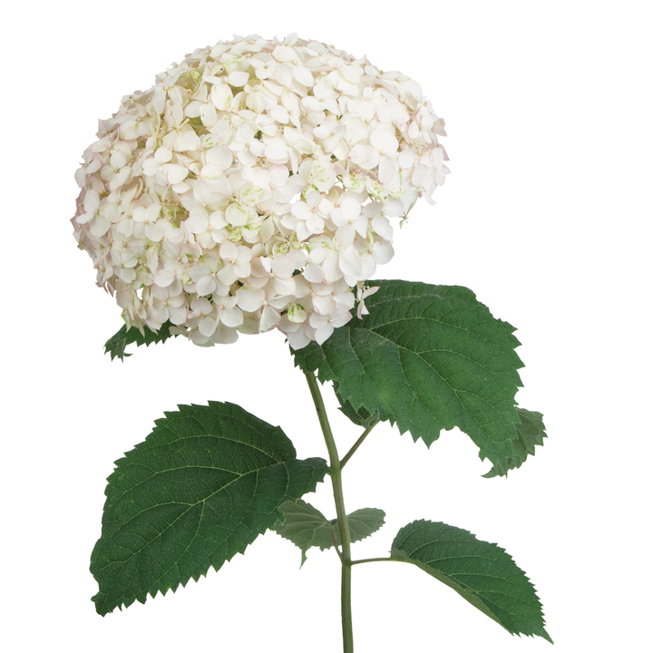 Hydrangea4936　0807指定18日 Smooth Hydrangea | Invincibelle Wee White® | Proven Winners