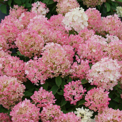 Fire Light Tidbit Panicle Hydrangea up close.