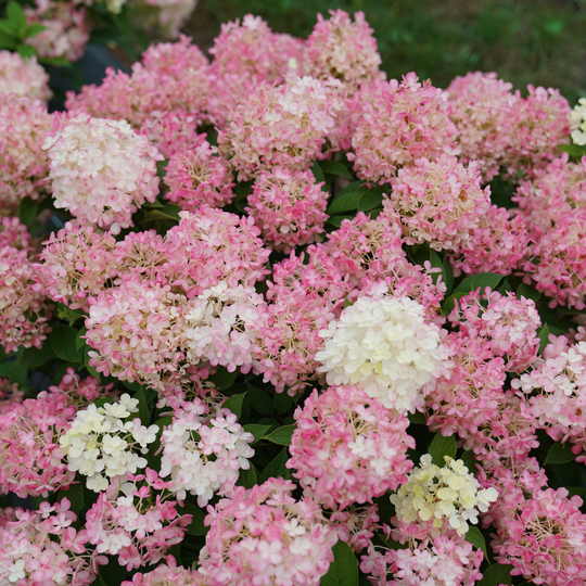 Fire Light Tidbit® Panicle Hydrangea (paniculata)