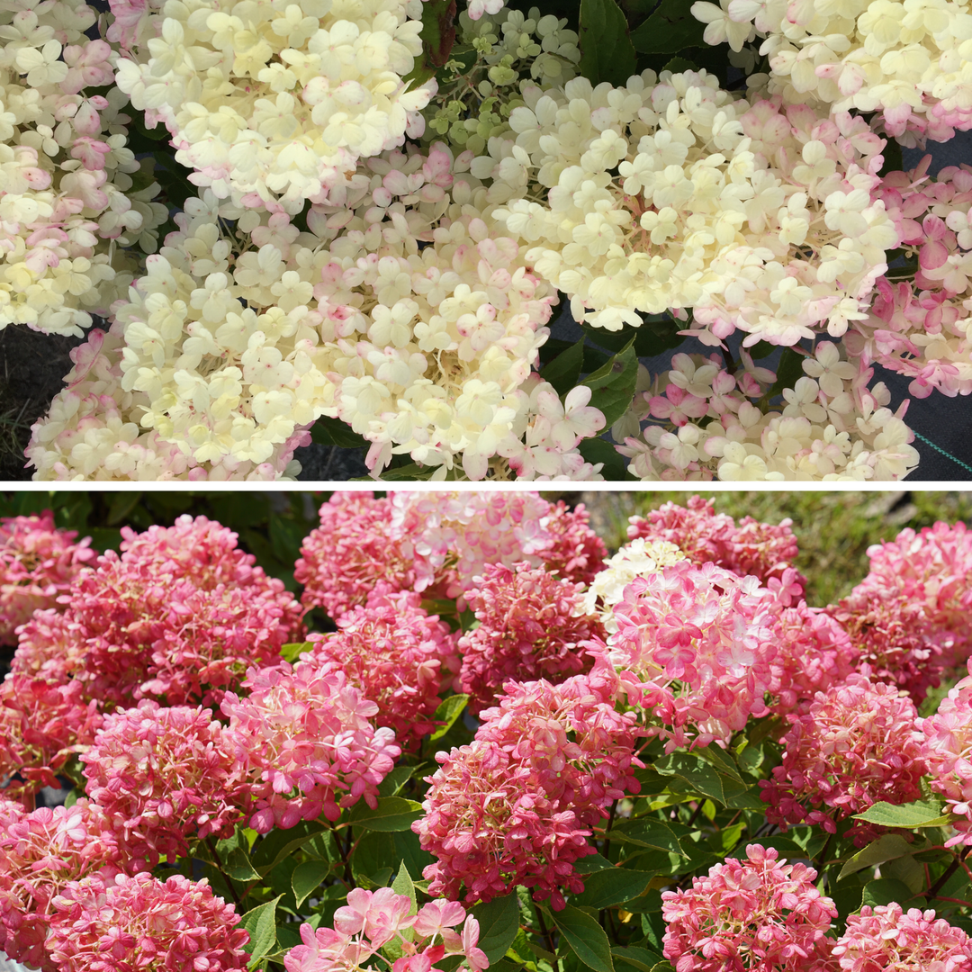 Panicle Hydrangea | Fire Light Tidbit® | Proven Winners® Shrubs