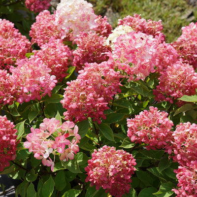 Fire Light Tidbit Panicle Hydrangea up close.