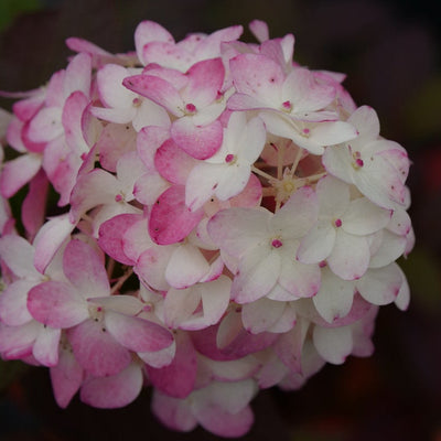 Fire Light Tidbit Fire Light Tidbit Panicle Hydrangea up close.