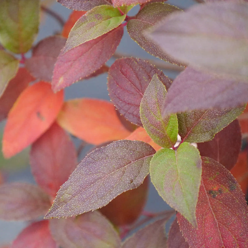 Fire Light Tidbit Fire Light Tidbit Panicle Hydrangea up close.