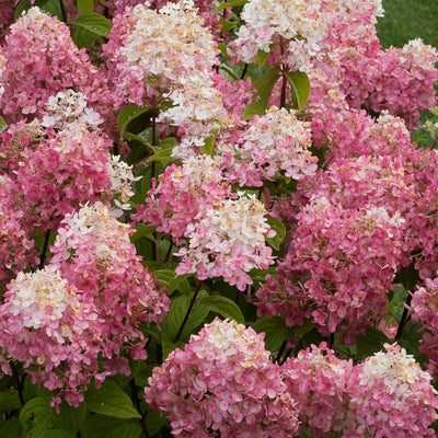 Fire Light Tidbit Panicle Hydrangea up close.