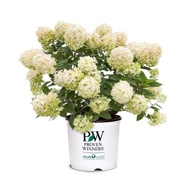 Panicle Hydrangea | Fire Light Tidbit® | Proven Winners® Shrubs