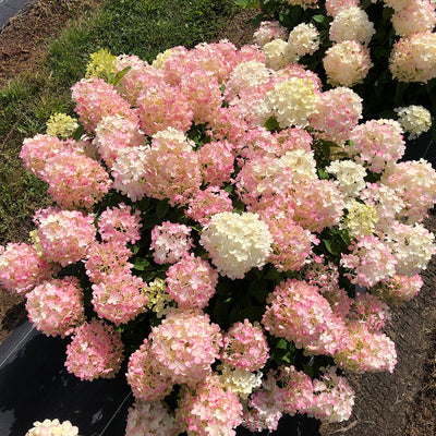 Fire Light Tidbit Fire Light Tidbit Panicle Hydrangea in focus.