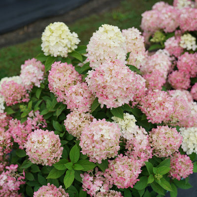 Fire Light Tidbit Panicle Hydrangea in focus.