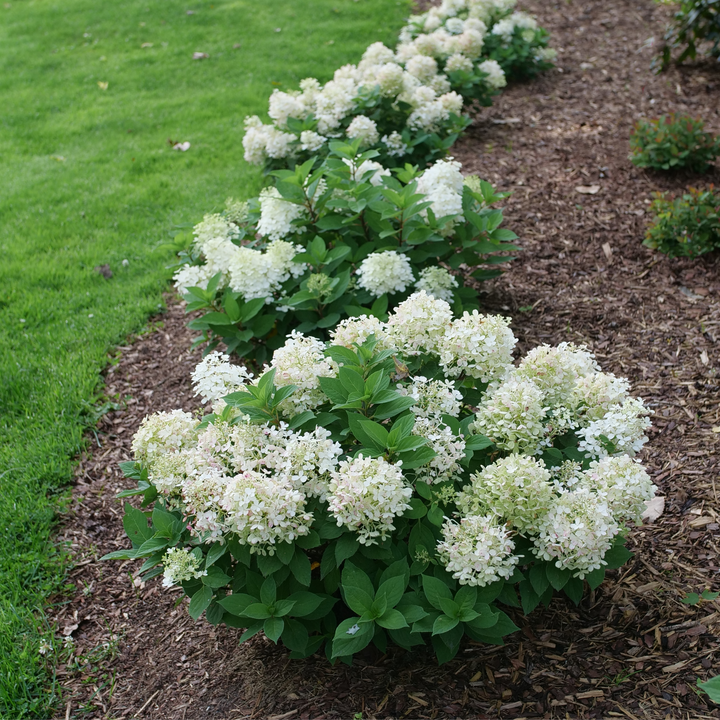 Fire Light Tidbit® Panicle Hydrangea (paniculata)