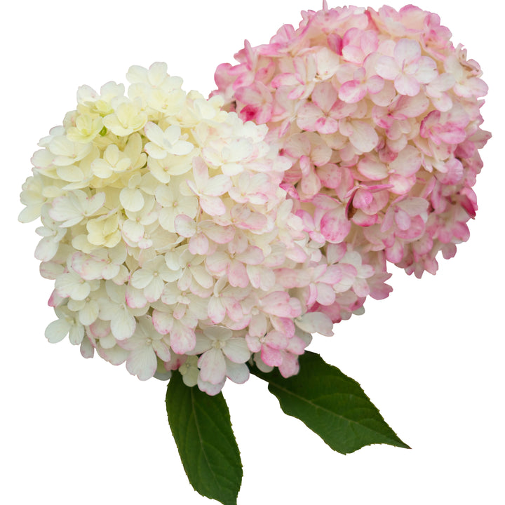Panicle Hydrangea | Fire Light Tidbit® | Proven Winners® Shrubs