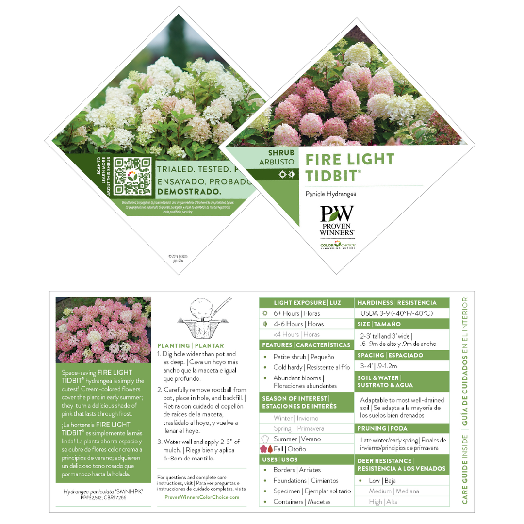 Panicle Hydrangea | Fire Light Tidbit® | Proven Winners® Shrubs