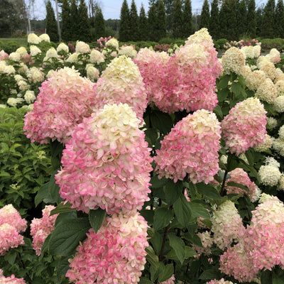 Limelight Prime Panicle Hydrangea up close.