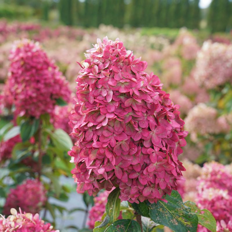 Limelight Prime Panicle Hydrangea up close.