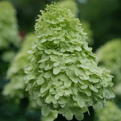 Limelight Prime Panicle Hydrangea up close.