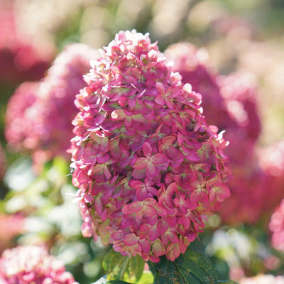 Limelight Prime Panicle Hydrangea up close.