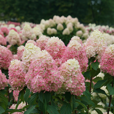 Limelight Prime Panicle Hydrangea in focus.