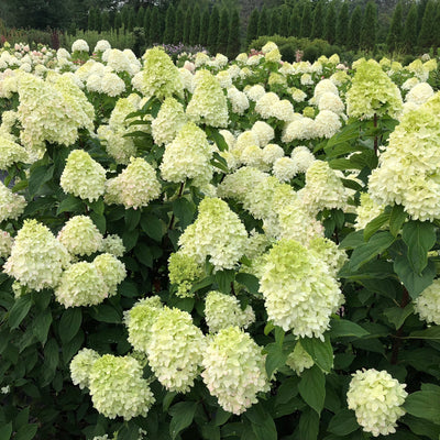 Limelight Prime Panicle Hydrangea in focus.