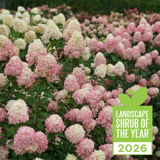 Limelight Prime® Panicle Hydrangea (paniculata)