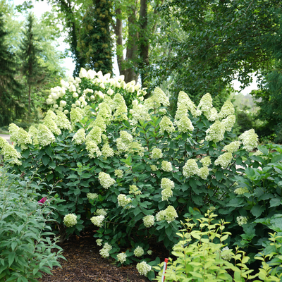 Limelight Prime Panicle Hydrangea in use.