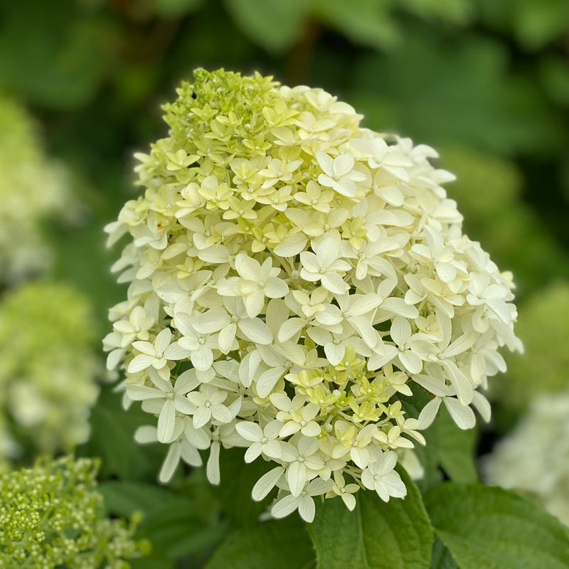 Quick Fire Fab Quick Fire Fab Panicle Hydrangea up close.