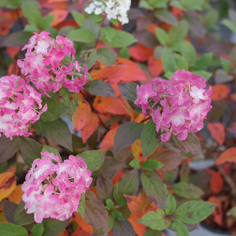 Quick Fire Fab Quick Fire Fab Panicle Hydrangea up close.