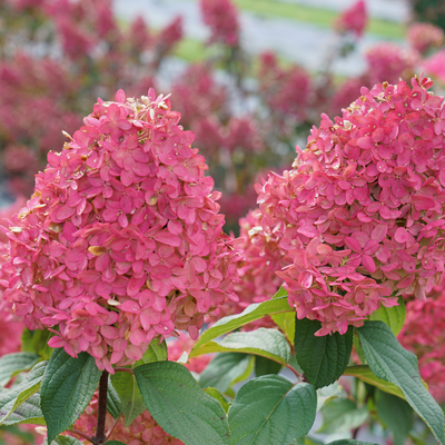 Quick Fire Fab Quick Fire Fab Panicle Hydrangea up close.