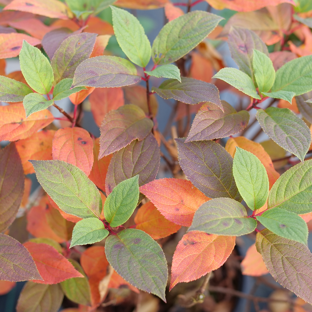 Quick Fire Fab® Panicle Hydrangea (paniculata)