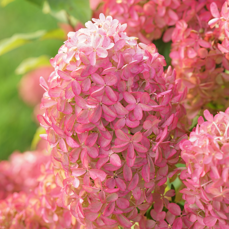 Quick Fire Fab Quick Fire Fab Panicle Hydrangea up close.