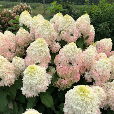 Quick Fire Fab Panicle Hydrangea in focus.