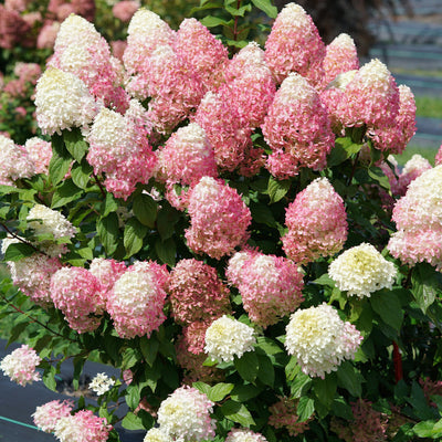 Quick Fire Fab Panicle Hydrangea in focus.