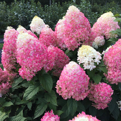 Quick Fire Fab Panicle Hydrangea in focus.