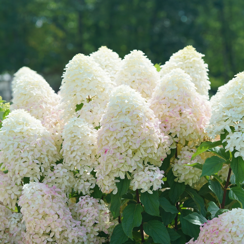 Quick Fire Fab Quick Fire Fab Panicle Hydrangea in focus.