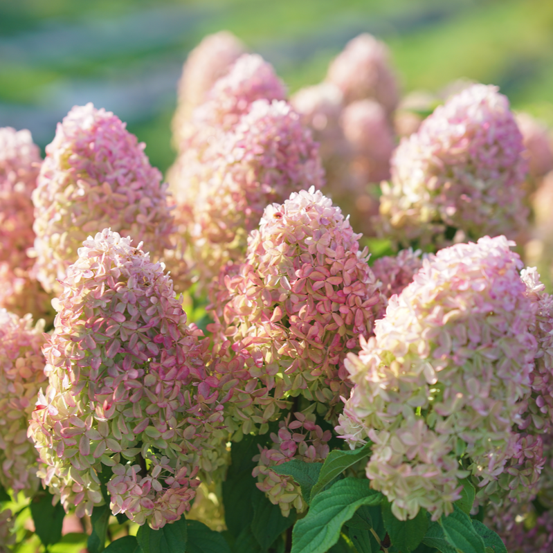 Quick Fire Fab Quick Fire Fab Panicle Hydrangea in focus.