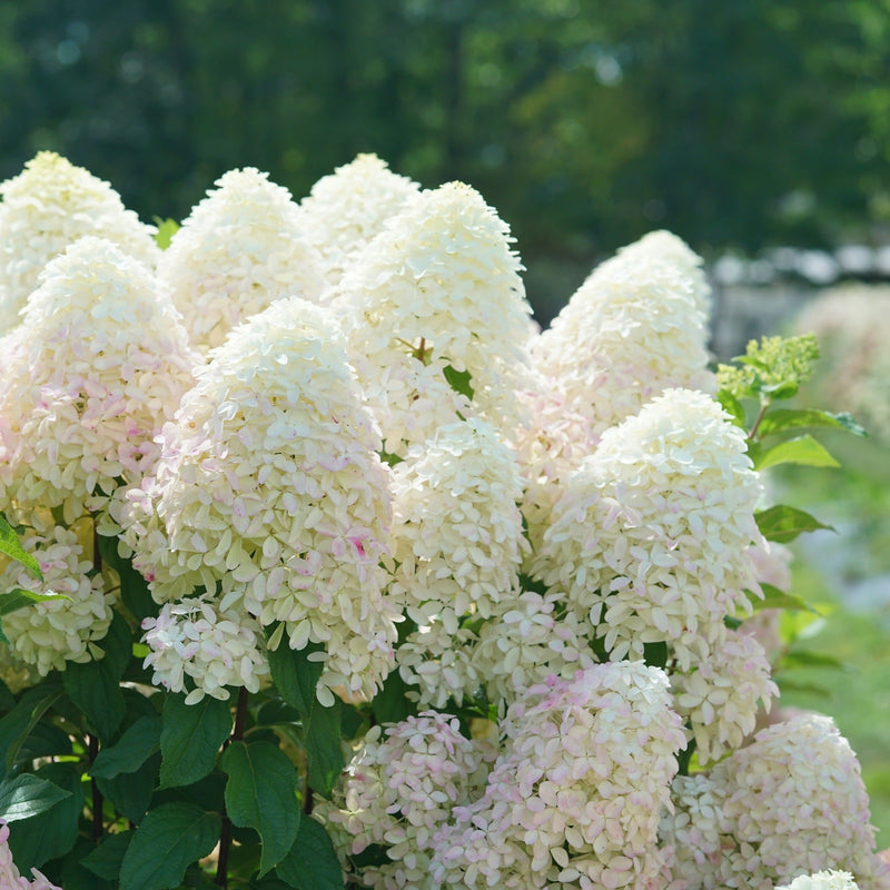 Quick Fire Fab Panicle Hydrangea in focus.