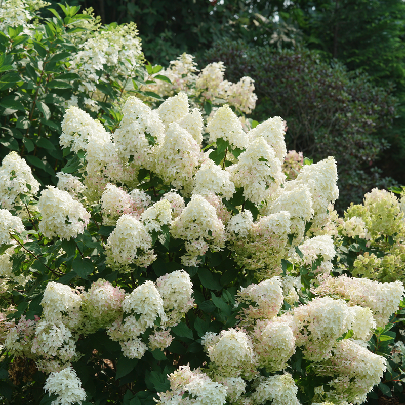 Quick Fire Fab Quick Fire Fab Panicle Hydrangea in use.