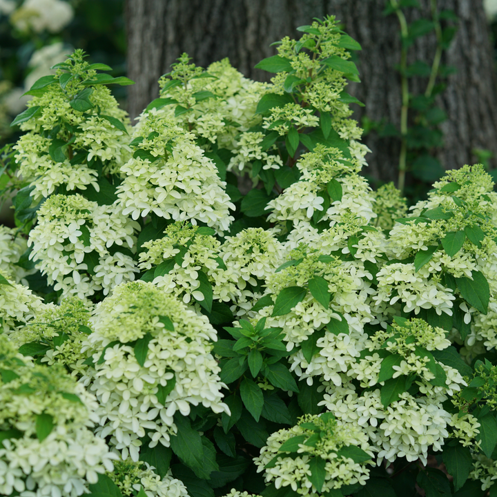 Quick Fire Fab® Panicle Hydrangea (paniculata)