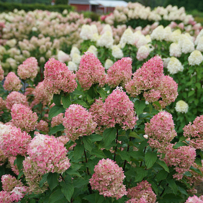 Quick Fire Fab Panicle Hydrangea in use.