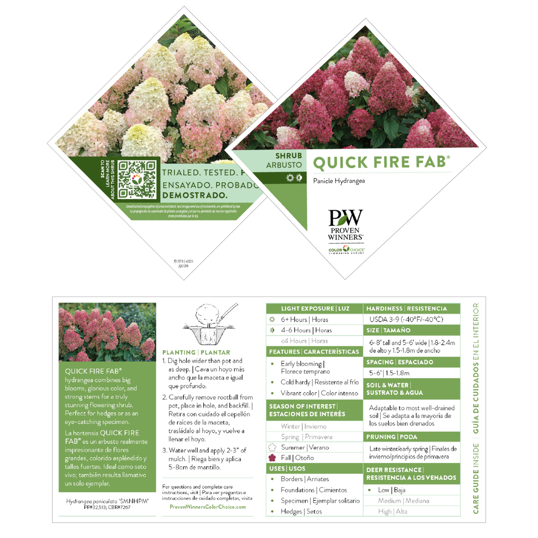 Panicle Hydrangea | Quick Fire Fab® | Proven Winners® Shrubs