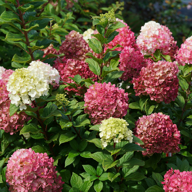 Little Lime Punch Little Lime Punch Panicle Hydrangea up close.