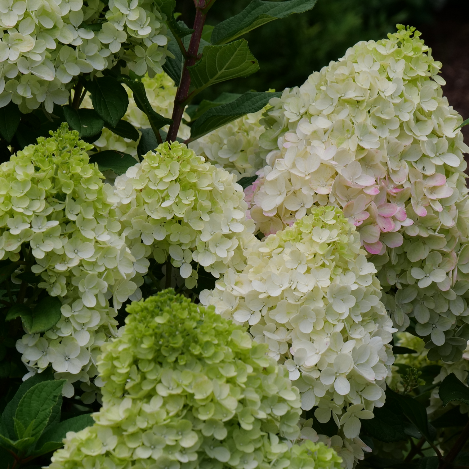 Buy Hydrangeas Online Proven Winners Direct Proven Winners Direct™