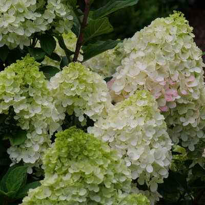 Little Lime Punch Little Lime Punch Panicle Hydrangea up close.