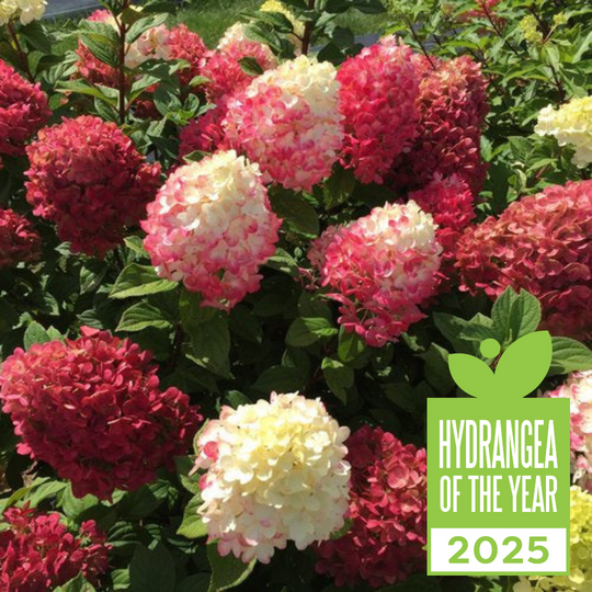 Little Lime Punch® Panicle Hydrangea (paniculata)