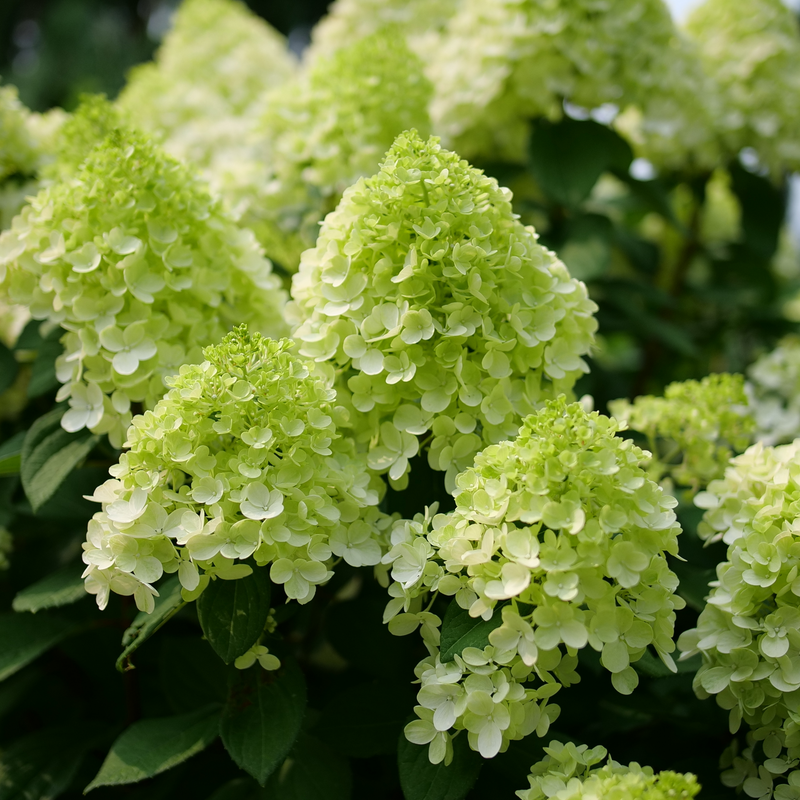 Little Lime Punch Little Lime Punch Panicle Hydrangea in focus.