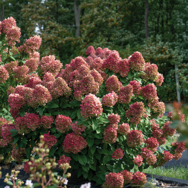 Little Lime Punch Little Lime Punch Panicle Hydrangea in focus.