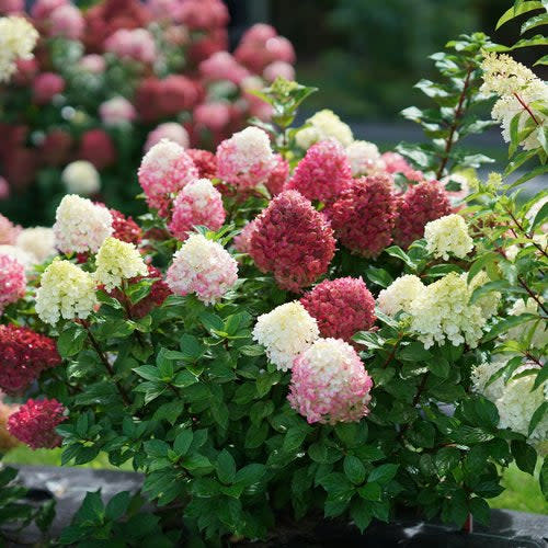 Little Lime Punch Panicle Hydrangea in focus.