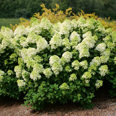 Little Lime Punch Little Lime Punch Panicle Hydrangea in use.