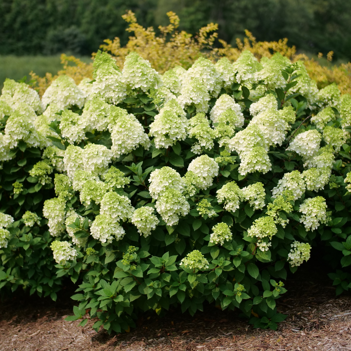 Panicle Hydrangea | Little Lime Punch® | Proven Winners® Shrubs